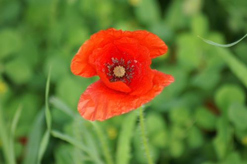 poppy brightly colored red