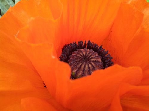 poppy klatschmohn poppy flower