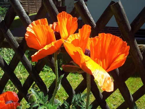 poppy klatschmohn poppy flower