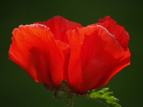 poppy red red poppy