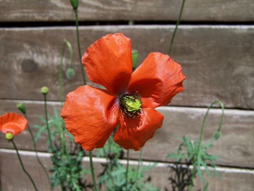 poppy red meadow flower