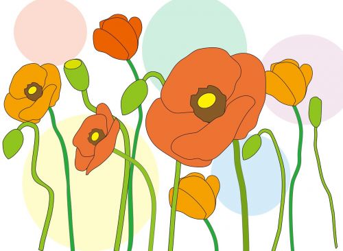 poppy flowers spring