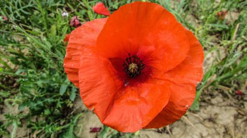 poppy flower spring