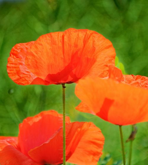 poppy summer nature