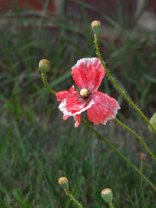 poppy faded red