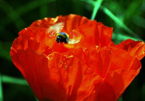 poppy hummel spring bloom