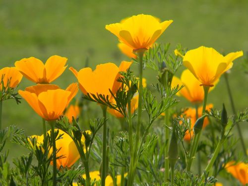 poppy wildflower california