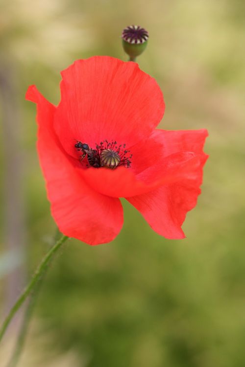 poppy insect petals