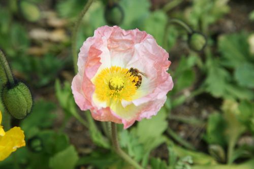 poppy yanggwibikkot spring