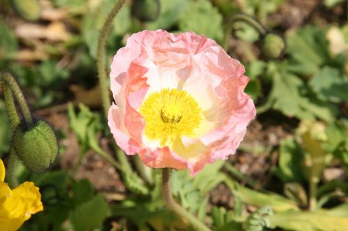 poppy yanggwibikkot spring