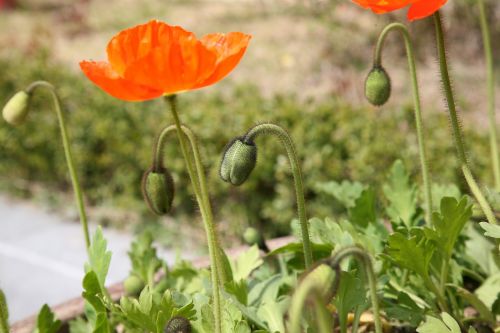 poppy yanggwibikkot spring