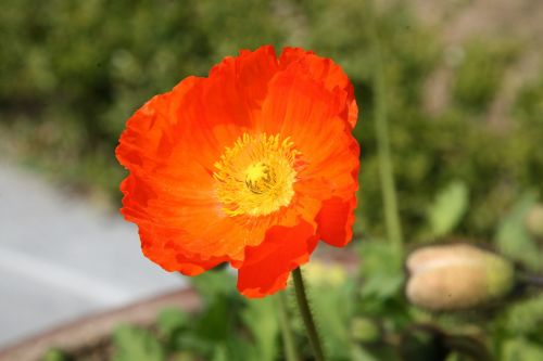 poppy yanggwibikkot spring