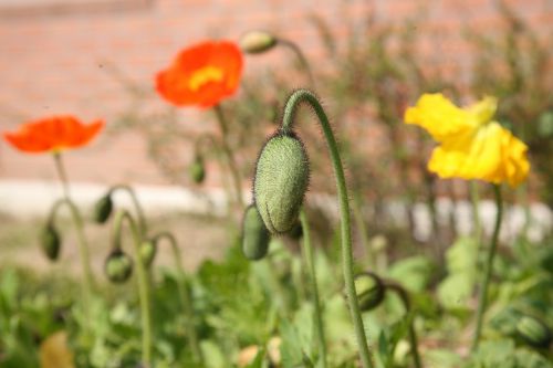 poppy yanggwibikkot spring