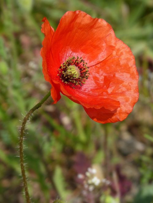 poppy ababol rosella
