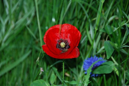 poppy blossom bloom