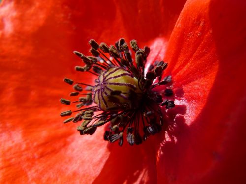 poppy pistils pollen detail