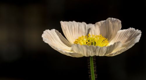 poppy flower nature