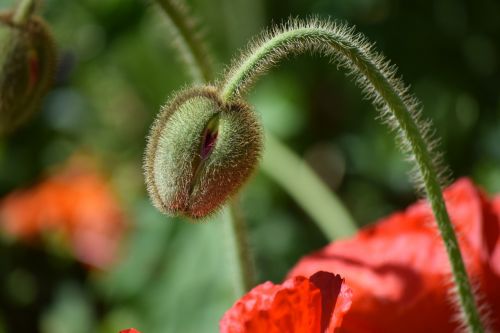 poppy plant bud