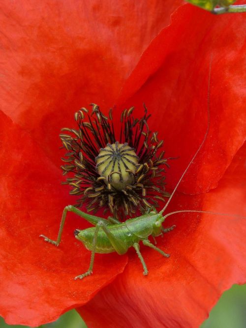 poppy green grasshopper ababol