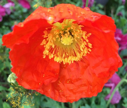 poppy orange poppy orange flower