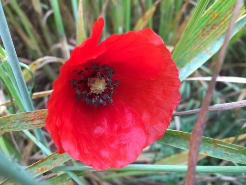 poppy flor naturaleza