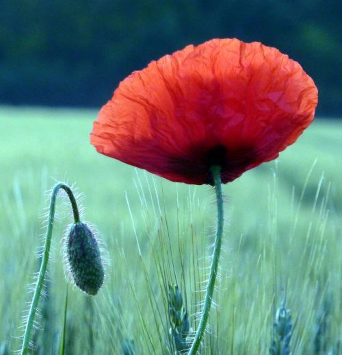 poppy field wheats