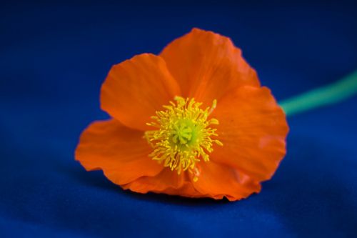 poppy flower orange