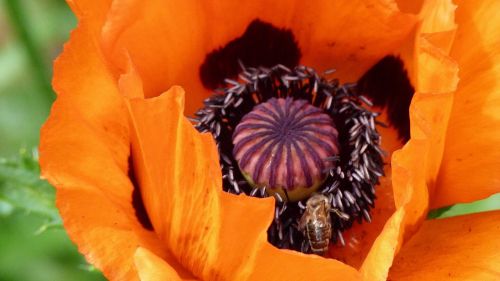 poppy nature blossom