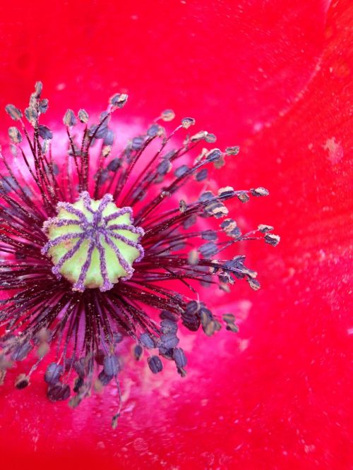 poppy flower red