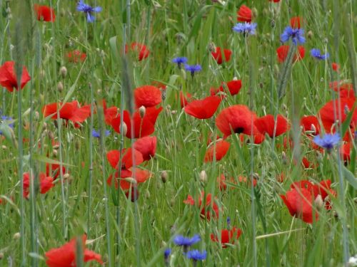 poppy red flowers