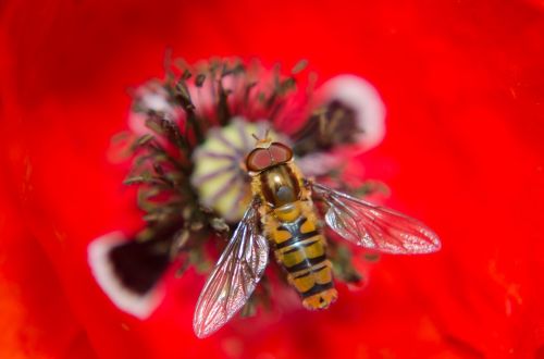 poppy alaus insect