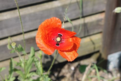 poppy flower summer