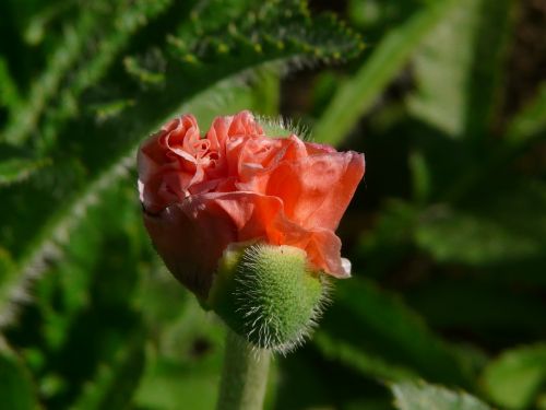 poppy plant flower