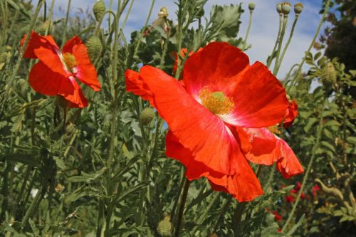 poppy blossom bloom