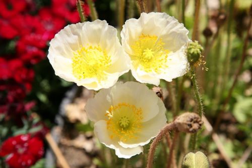 poppy flowers spring