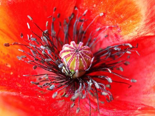 poppy plant nature