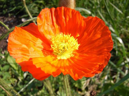poppy klatschmohn orange