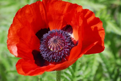 poppy flower red poppy