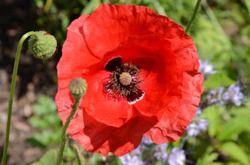 poppy summer flowers