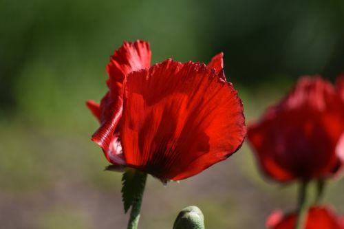 poppy flower red