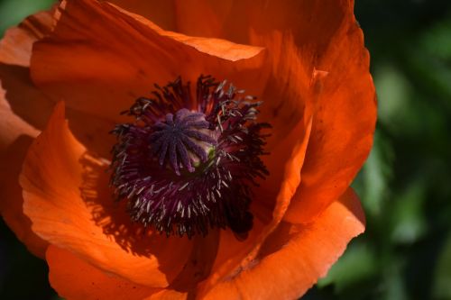 poppy flower red