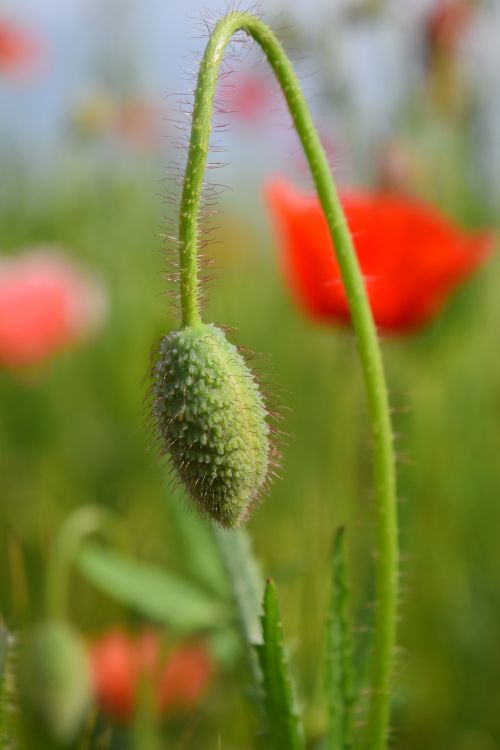 poppy klatschmohn red