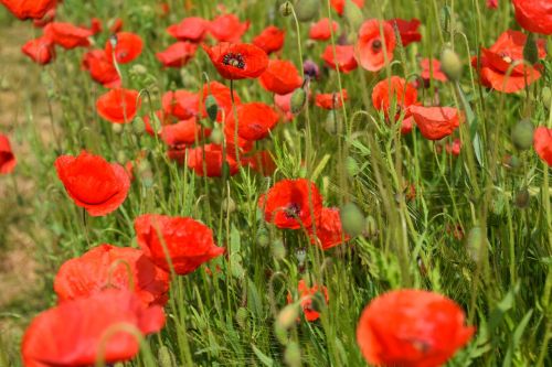 poppy klatschmohn red