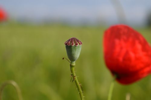 poppy poppy capsule klatschmohn