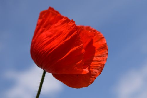 poppy klatschmohn red