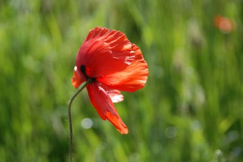 poppy poppy flower blossom