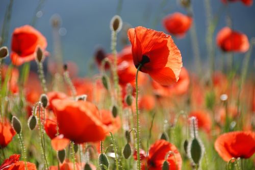 poppy poppy flower flowers