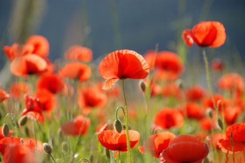 poppy poppy flower flowers