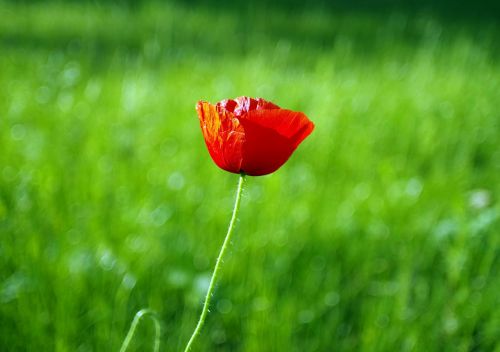 poppy red flower