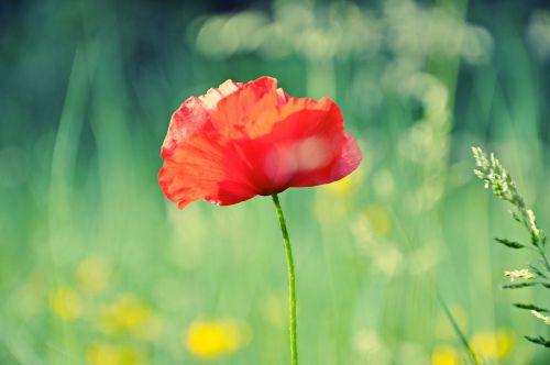 poppy flower petal